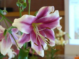 Foto: Dr. Peter Müller